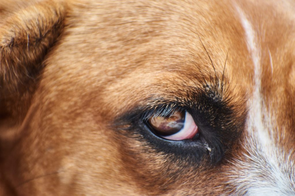 犬の目が赤い|原因・症状・病気・犬種別の注意点と対処法【獣医師監修】 5 1b715a097df9a8291a2c78a2b84c18ad