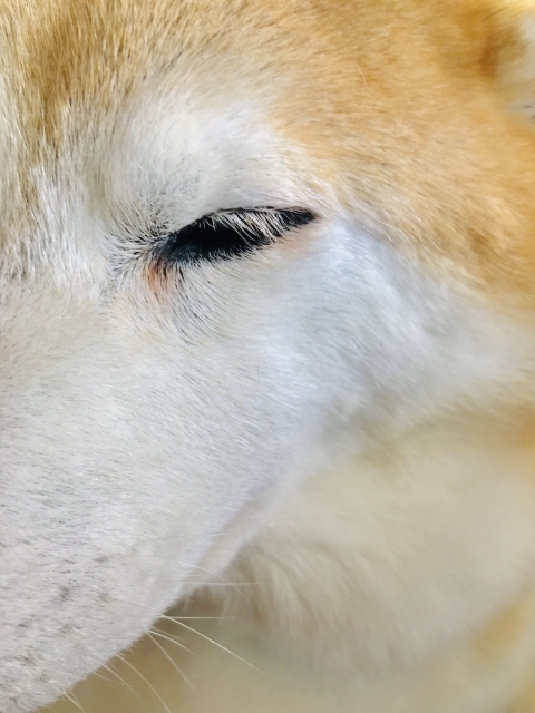 犬の目が赤い|原因・症状・病気・犬種別の注意点と対処法【獣医師監修】 6 75df9e2669bc54514fa5bcbd3754fd76