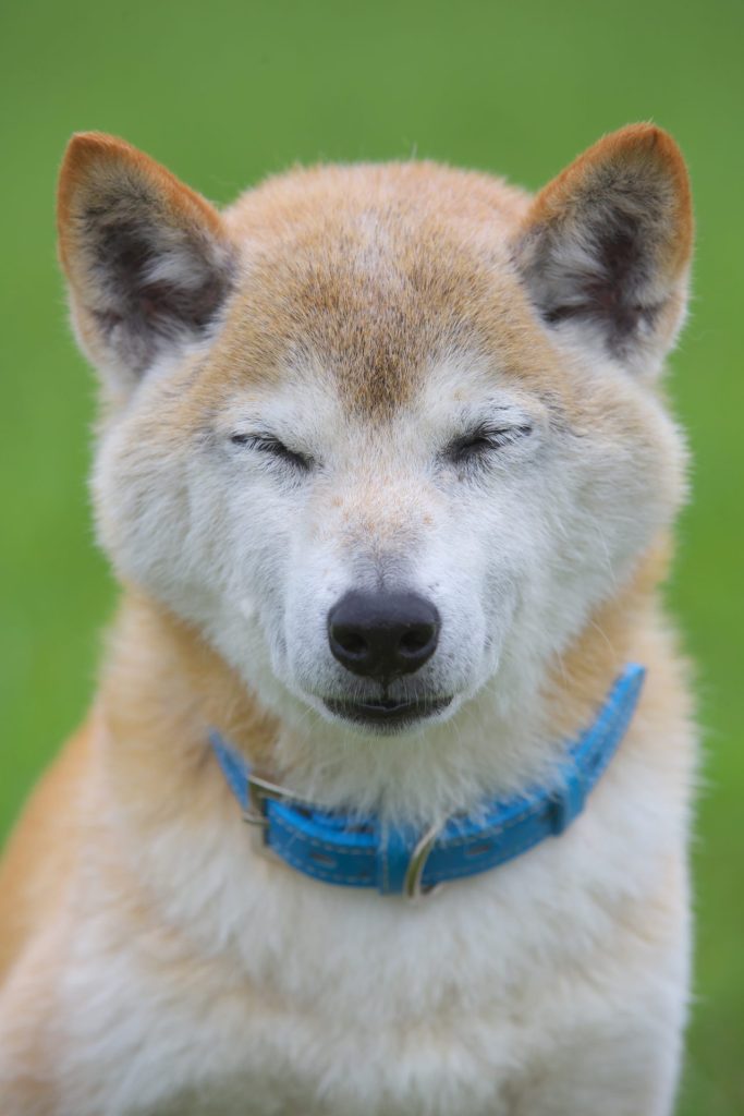 犬の目が赤い|原因・症状・病気・犬種別の注意点と対処法【獣医師監修】 8 a7d6ab37e9cf7eaa1e0b0b0f0f7a7e46