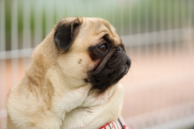 犬の目が赤い|原因・症状・病気・犬種別の注意点と対処法【獣医師監修】 9 8a884029731452b35f9c504e976b02b6