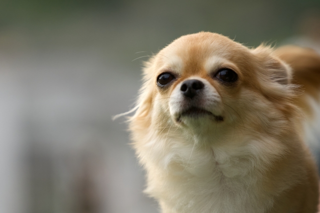 犬の目が赤い|原因・症状・病気・犬種別の注意点と対処法【獣医師監修】 10 c13565caefadfdfd2be3f6e385c64c61