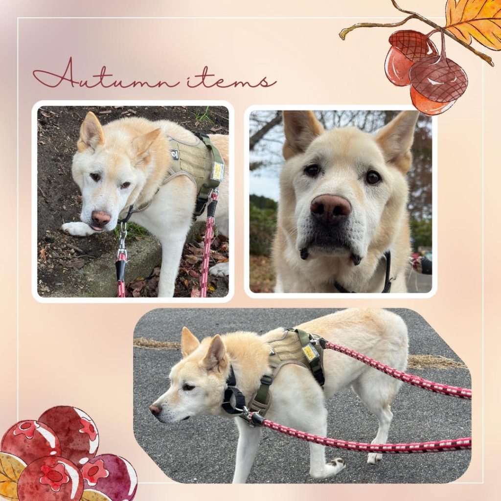 ワンだふるファミリーからの近況報告:2025年11日15日(土曜日) 2 4a6b48853ae71a82ad63d3d82fc1f9af 1