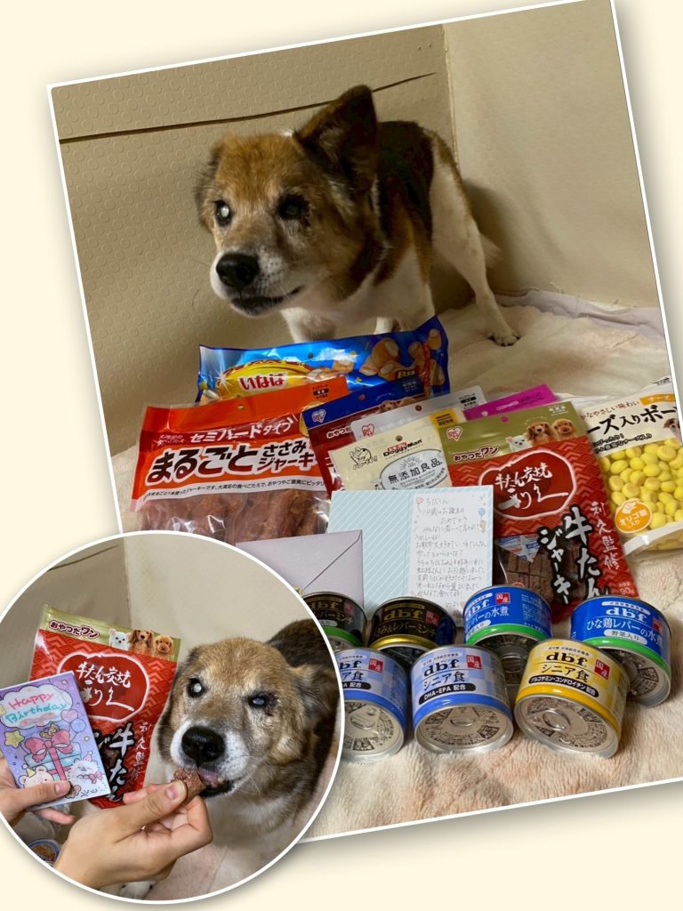 ワンだふるファミリーからの近況報告:2025年11日15日(土曜日) 3 4b7148a700dde219b688ede98e2845e0