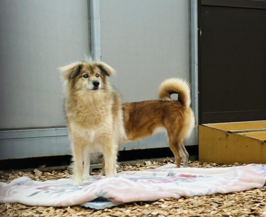 ワンだふるファミリーからの近況報告:2025年11日15日(土曜日) 4 2925d71f8a59cfad164a4ab032b73cae