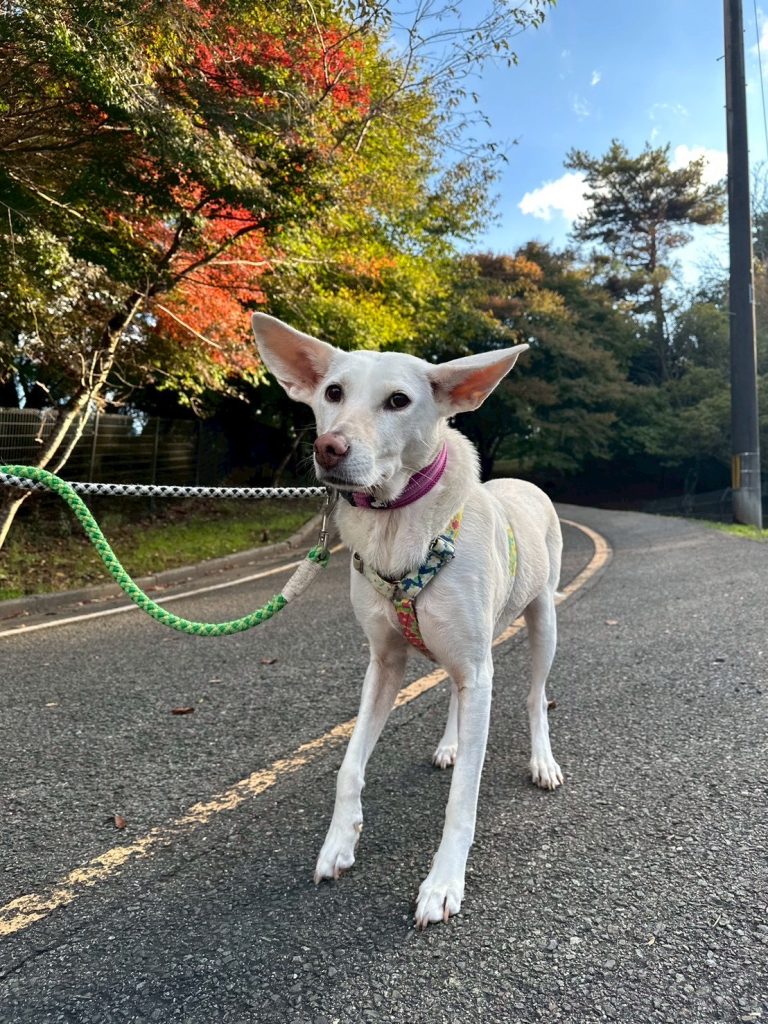 ワンだふるファミリーからの近況報告:2025年11日15日(土曜日) 5 06ead89e9dedeecc61f99a03051fc0e3