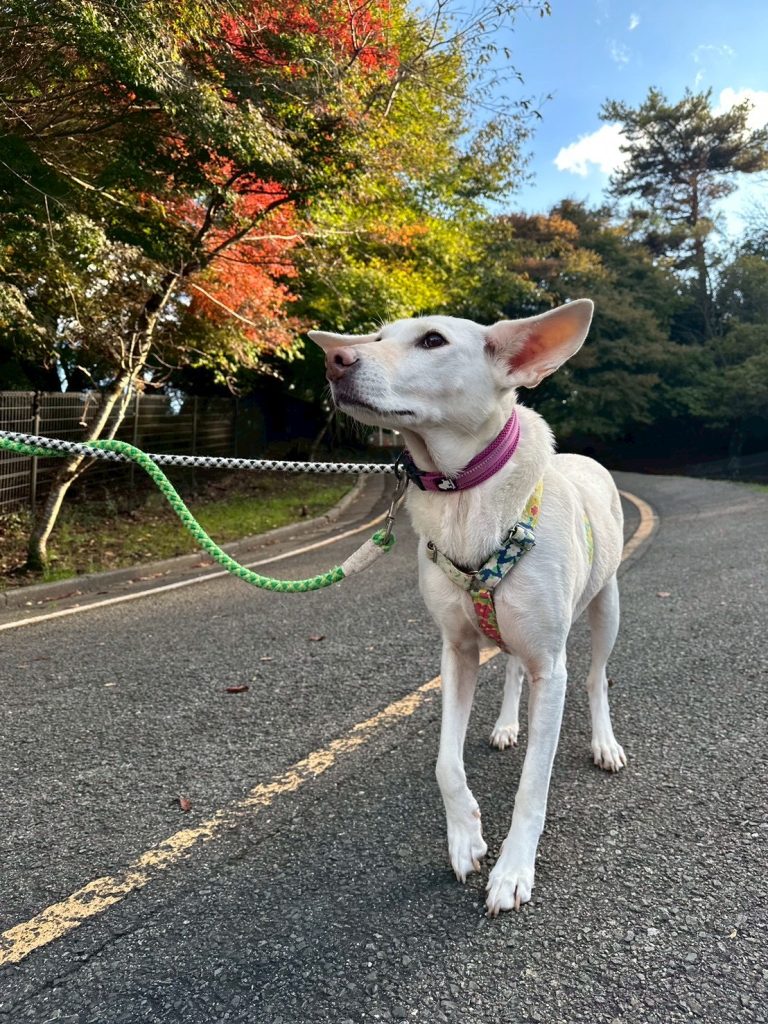 ワンだふるファミリーからの近況報告:2025年11日15日(土曜日) 6 86a4f2a3c0837648c4d73e07b40f8082