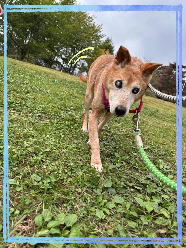 ワンだふるファミリーからの近況報告:2025年11日15日(土曜日) 7 0996a2996911ada57658338813cb8c85