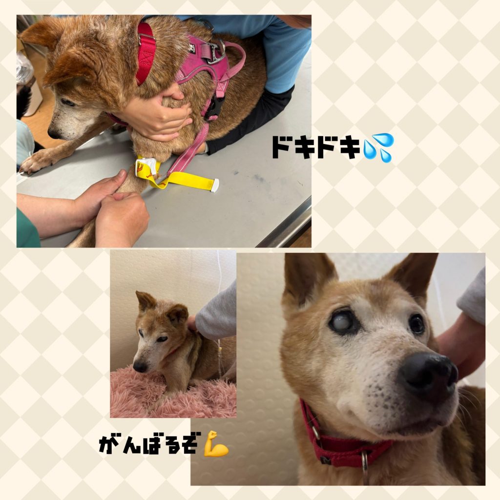 ワンだふるファミリーからの近況報告:2025年11日15日(土曜日) 8 f7ce1812e47236e085be5921c7eb9429