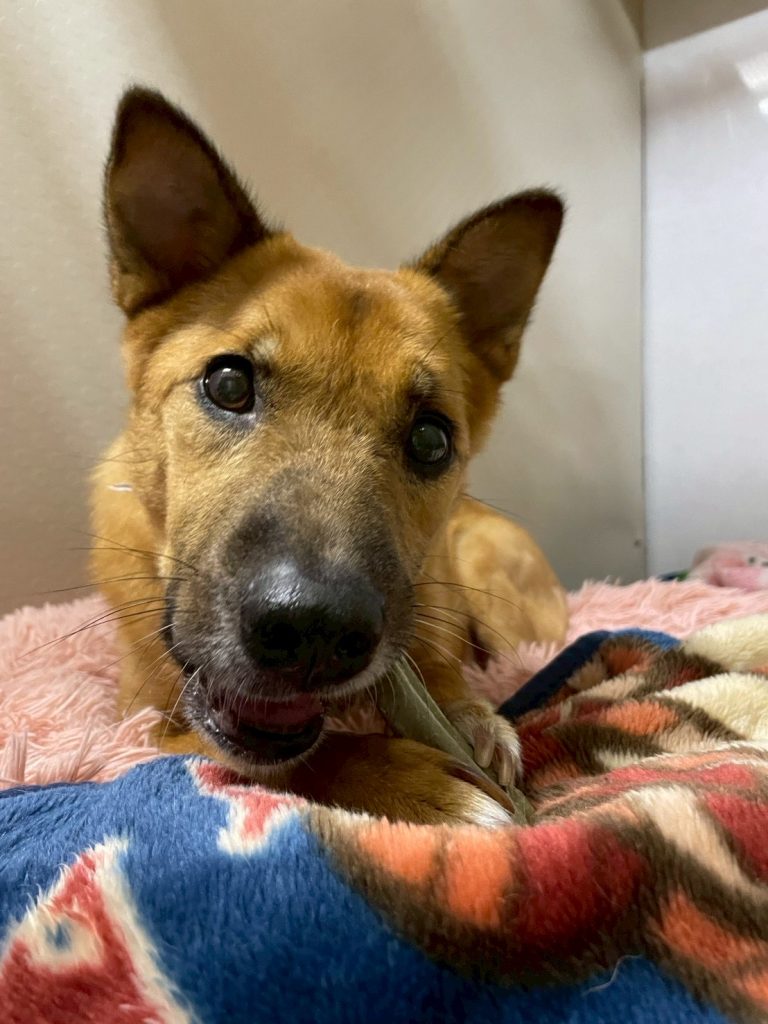 ワンだふるファミリーからの近況報告:2025年11日15日(土曜日) 9 9b0c3896f07140d5eb78ec2b55adaf63