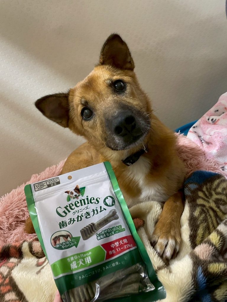 ワンだふるファミリーからの近況報告:2025年11日15日(土曜日) 10 a7d1a187bcf9de4761283acc9d8c3dbe