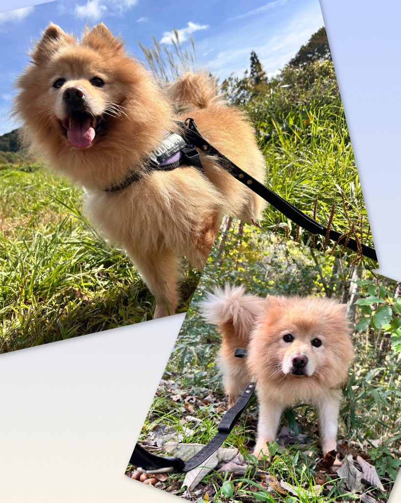 ワンだふるファミリーからの近況報告:2025年11日15日(土曜日) 11 f828ac76cf1fc05c993080059f11d49f