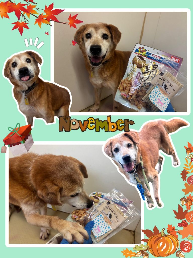 ワンだふるファミリーからの近況報告:2025年11日15日(土曜日) 12 edde96033bd55c029825af2764783478