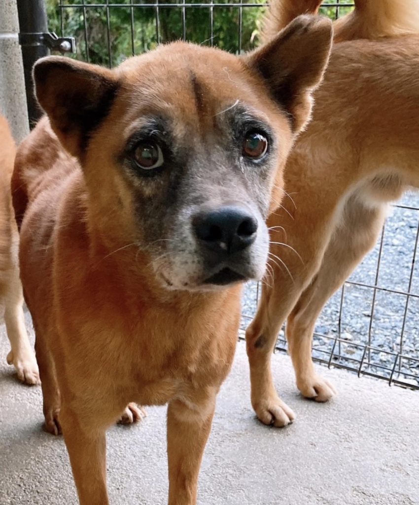 ワンだふるファミリーからの近況報告:2025年11日15日(土曜日) 13 2aeab6a8e299a2b2f9ab402e214119af 1