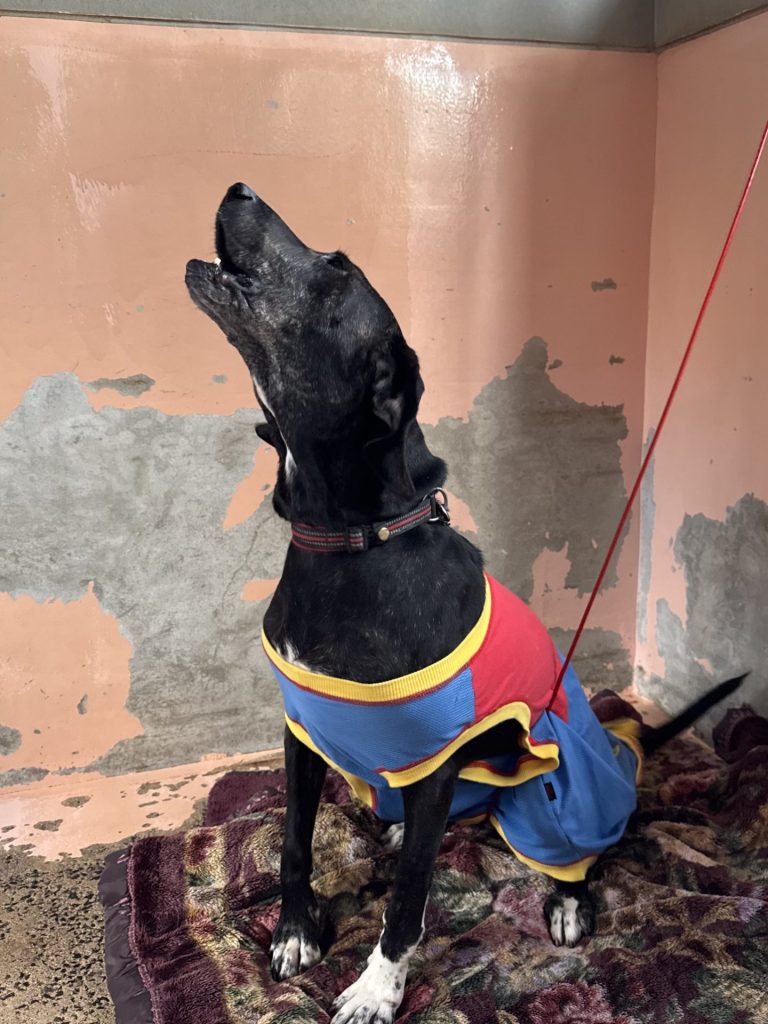 ワンだふるファミリーからの近況報告:2025年11日15日(土曜日) 14 b9fa6990791885d41075a5ff334a53a6