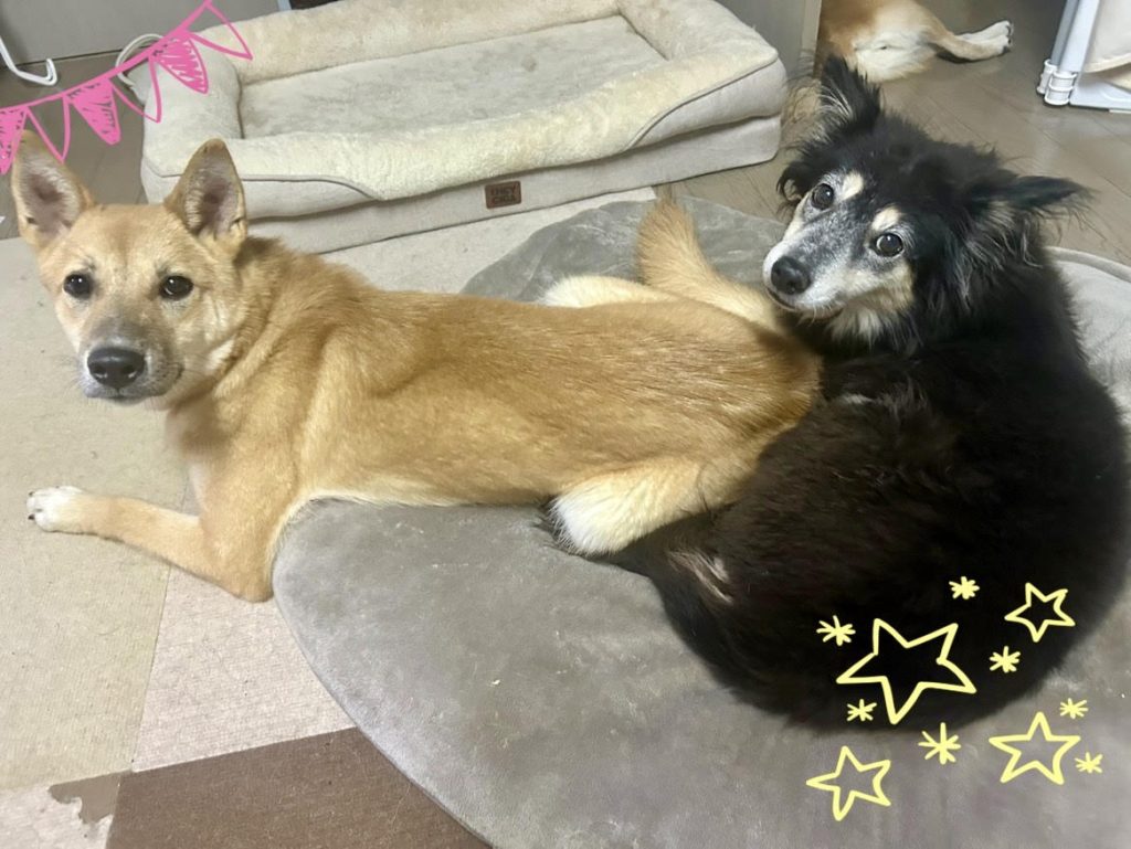 ワンだふるファミリーからの近況報告:2025年11日15日(土曜日) 15 058b18a942960dd7e02c80313b7057f1