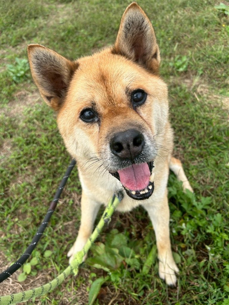 ワンだふるファミリーからの近況報告:2025年11日15日(土曜日) 16 c7fa32bf1b5330dacf1877a24b7b25cb