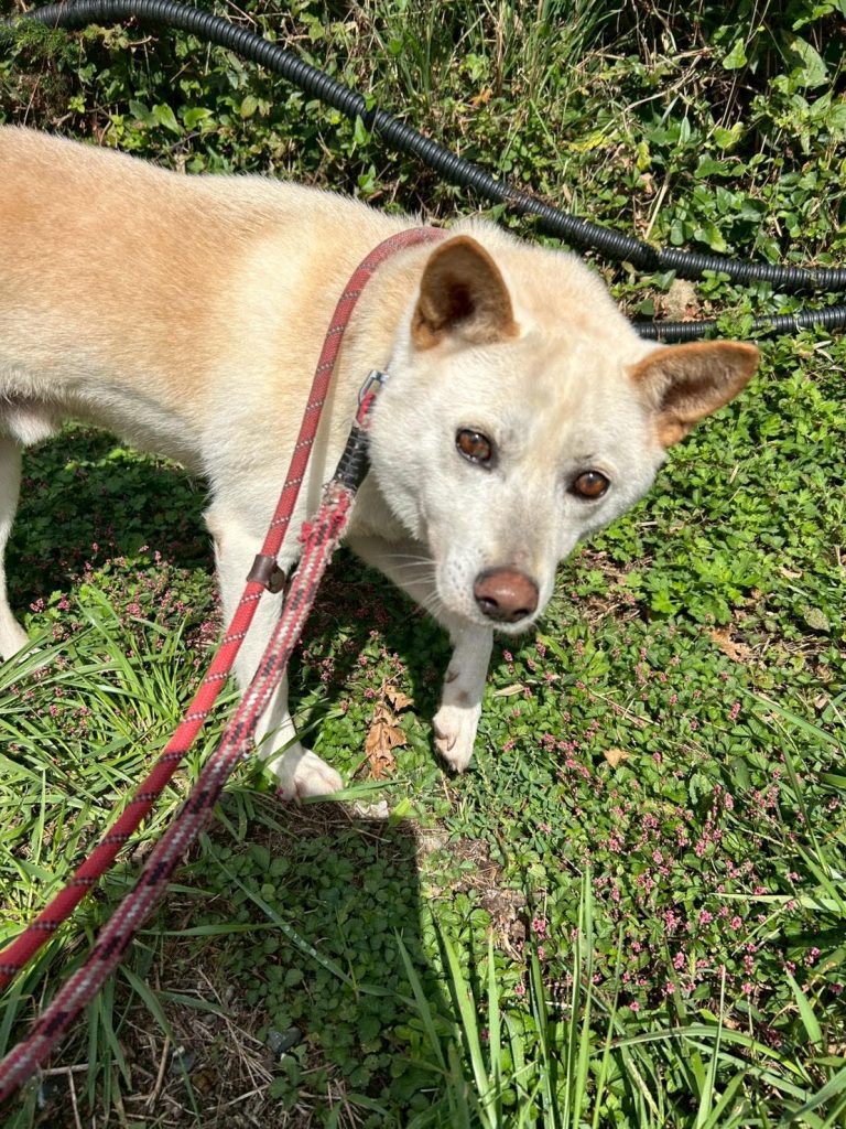 ワンだふるファミリーからの近況報告:2025年11日15日(土曜日) 18 11e0d49cb66611434b40912fe283be90