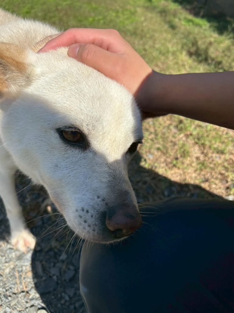 ワンだふるファミリーからの近況報告:2025年11日15日(土曜日) 17 5a27a1f40c580a0956536a9fdb85236a