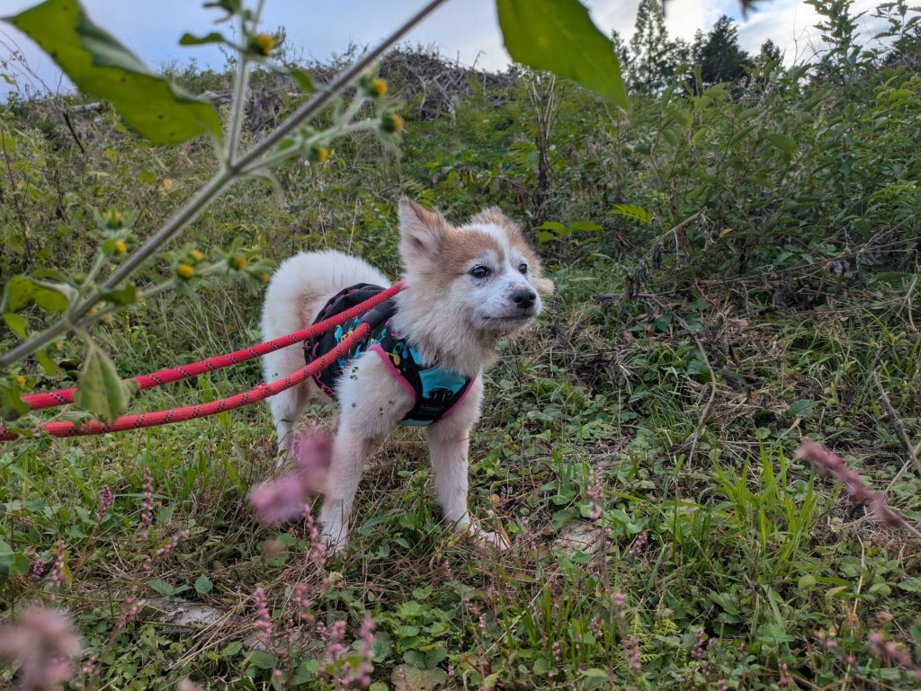 ワンだふるファミリーからの近況報告:2025年11日15日(土曜日) 19 58061dedb339a7354cbbf5895f2cf6db