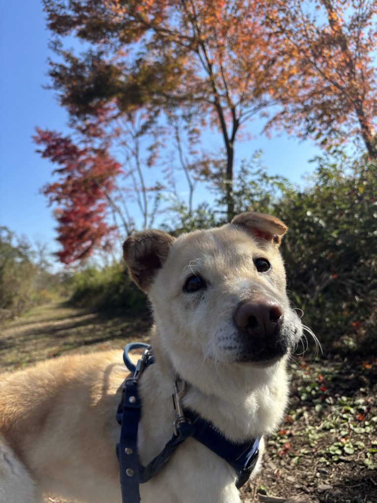 ワンだふるファミリーからの近況報告:2025年11日15日(土曜日) 20 a82a78ade954dc259d54339f0c36f079