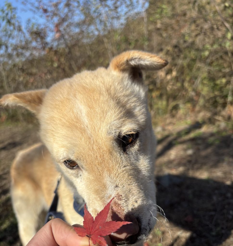 ワンだふるファミリーからの近況報告:2025年11日15日(土曜日) 21 50ab058e65d6a4879b96e3c3a53dbcc5