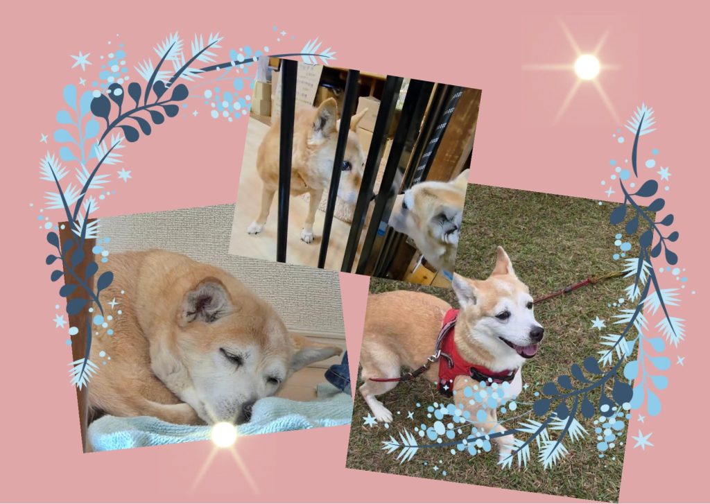 ワンだふるファミリーからの近況報告:2025年11日15日(土曜日) 22 1026db253afca15fa1d4c4a072d7ccf4