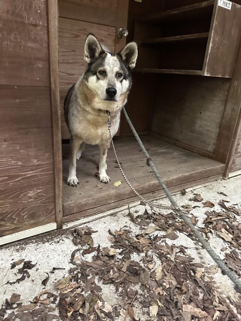 ワンだふるファミリーからの近況報告:2025年11日15日(土曜日) 24 0e24e3e5abd8c12ff208067a109bd138