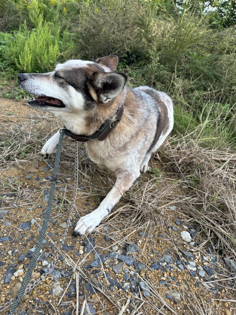 ワンだふるファミリーからの近況報告:2025年11日15日(土曜日) 23 a9eb4681cd05f4f1d7e31efe45e9c47e