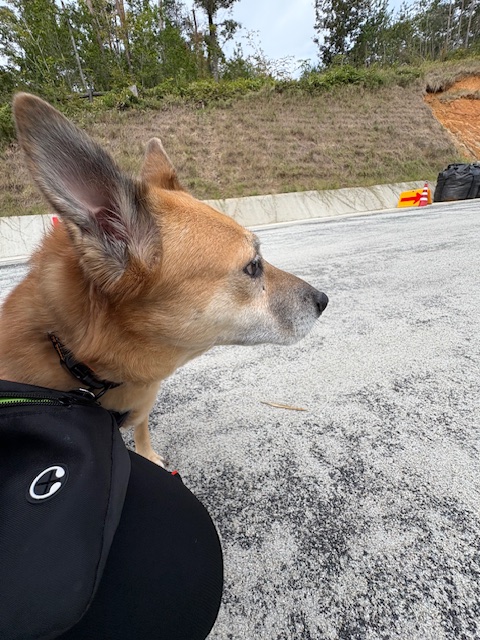 ワンだふるファミリーからの近況報告:2025年11日15日(土曜日) 25 e8112e5b8c840f0db87c07533c7f1bc0