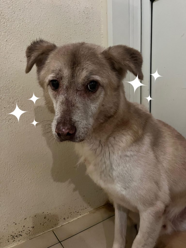 ワンだふるファミリーからの近況報告:2025年11日15日(土曜日) 26 540bca3b8a7377bf8aabd4c1e751a31c