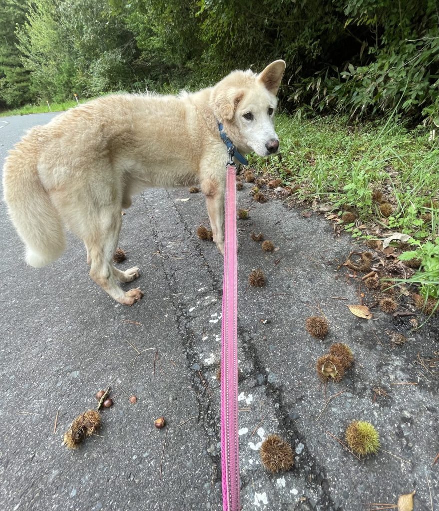 ワンだふるファミリーからの近況報告:2025年11日15日(土曜日) 27 056291b23d8af40c6b00be34c322dfa2