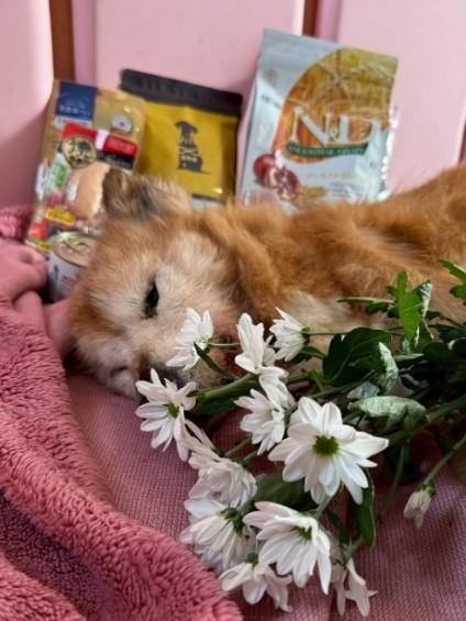 ワンだふるファミリーからの近況報告:2025年11日15日(土曜日) 30 image 7