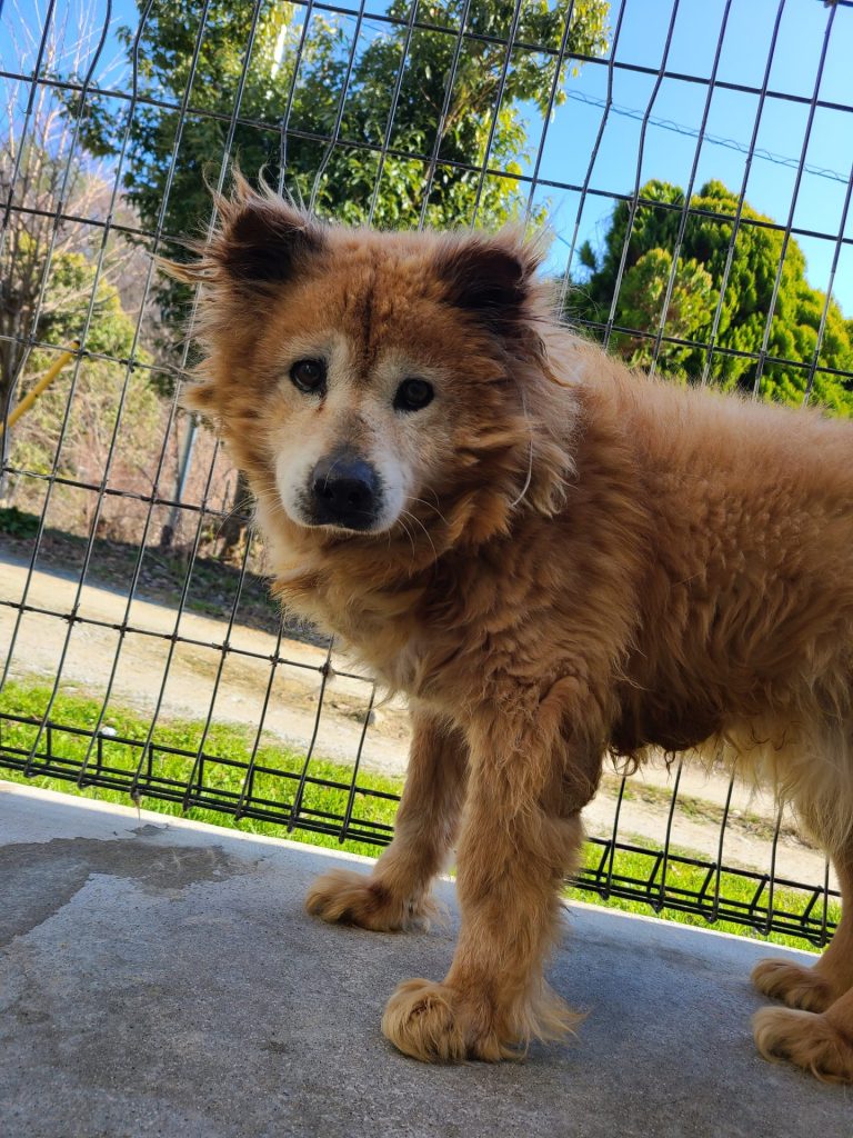 ワンだふるファミリーからの近況報告:2025年11日15日(土曜日) 31 96c5e7083b7f5e75861df96bdf02a35c 1