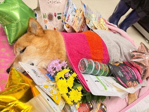 ワンだふるファミリーからの近況報告:2025年11日15日(土曜日) 32 image 10