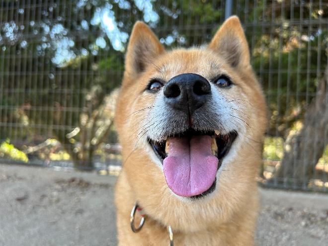 ワンだふるファミリーからの近況報告:2025年11日15日(土曜日) 33 image 11