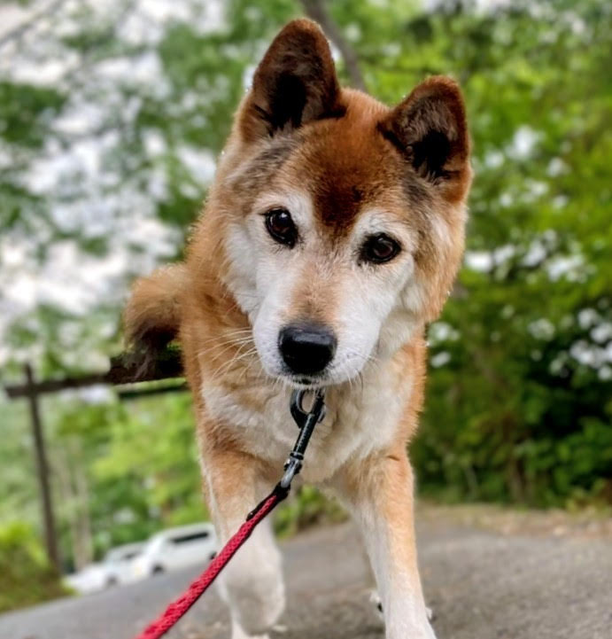 ワンだふるファミリーからの近況報告:2025年11日15日(土曜日) 28 754f1bb8ec34be48eb46410963ba5fd6