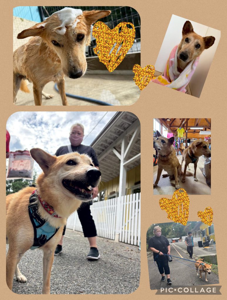 ワンだふるファミリーからの近況報告:2025年11日15日(土曜日) 29 2574a3df5c5323ba3499404205b36ce1