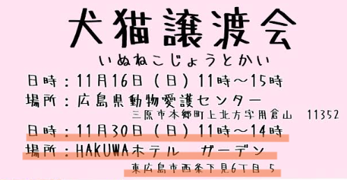【ピースワンコの譲渡会】11/30(日)「犬猫譲渡会」に参加(広島/東広島市) 6 fd8abe3e3395bce1f3fdf1f3dce9b076 1