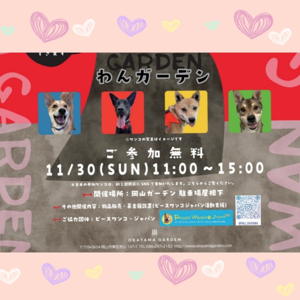 【ピースワンコの譲渡会】11/30(日)「わんガーデン」(岡山市) 5 Picsart 25 11 18 15 05 23 369