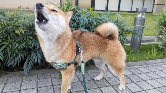 954fa75f1f2078fa318ca2f0fa7e3474