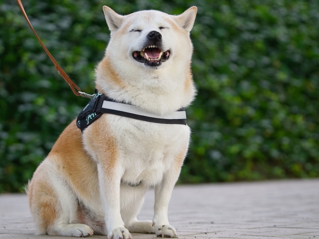 2a265c8ab011ade86445627399b847c8