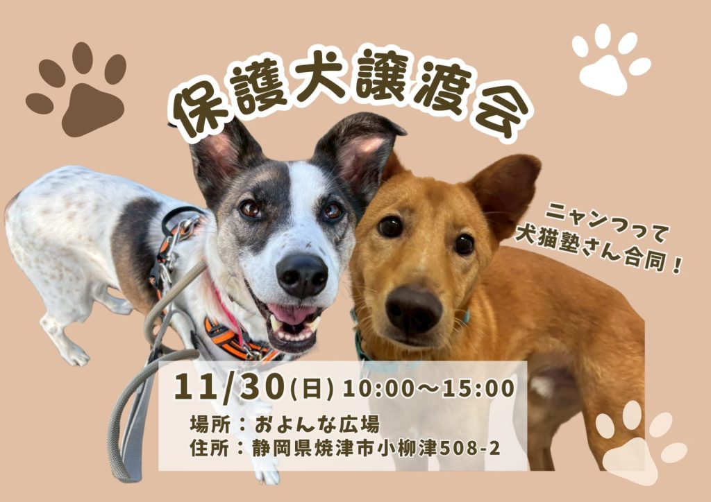 【ピースワンコの譲渡会】11/30(日)「保護犬譲渡会」を開催(静岡/焼津市) 3 8ea61321f2c50843880bf1258462d453