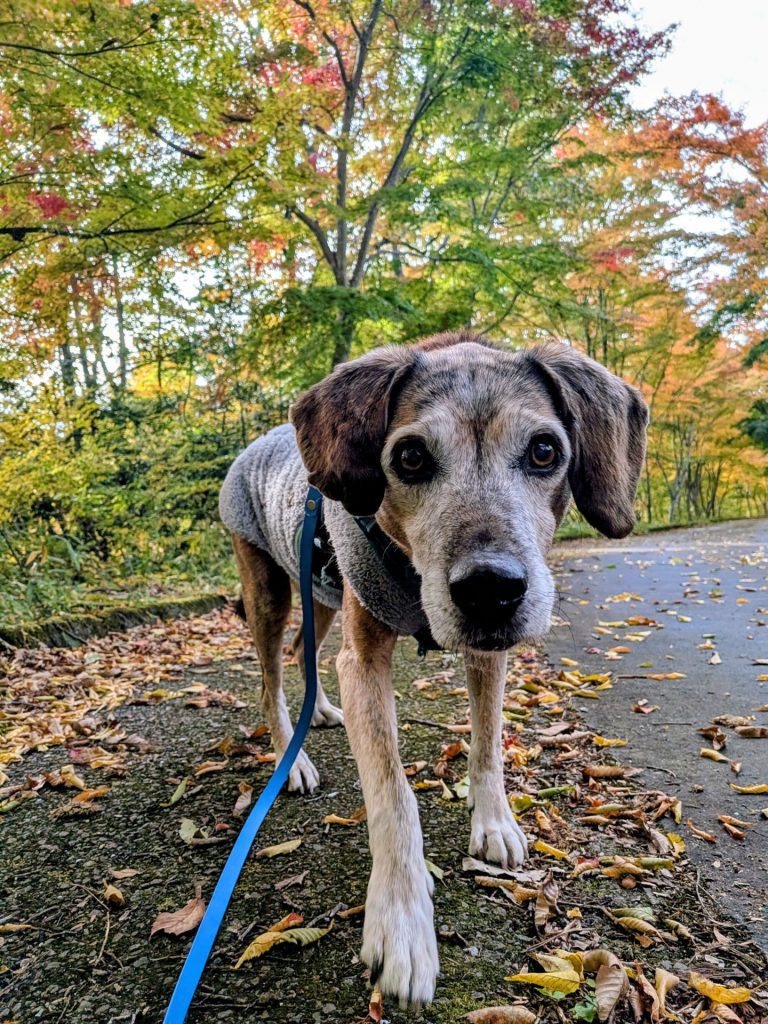 563e9484c4cc452b3980ce2c78cef36e