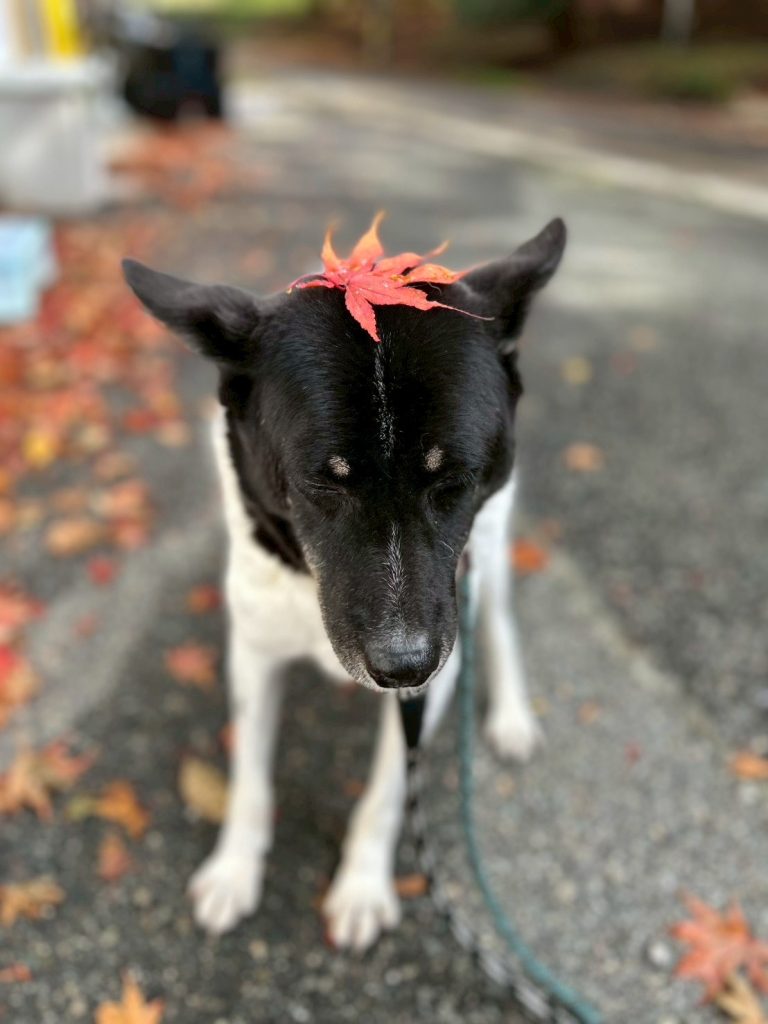 40ebc35bbc78c3ccec65ece29413b04b