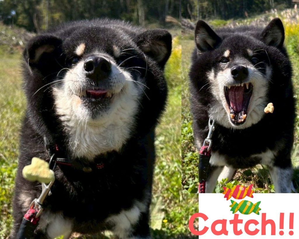 d2d6bc93d737ce981d40b730cc9ddcfc