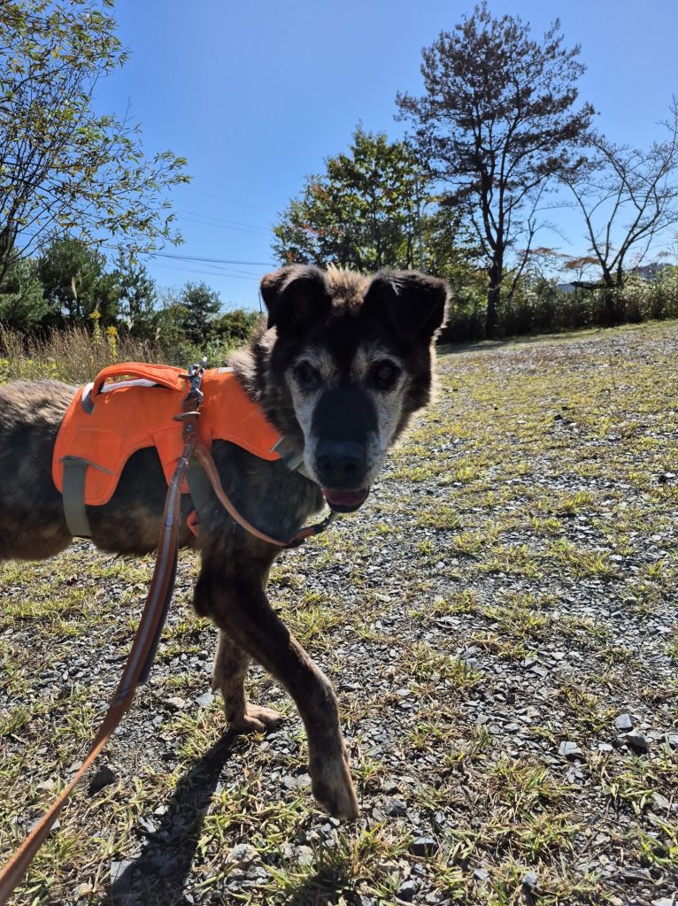 697dde0da227dce5037bdd02e0d663cf