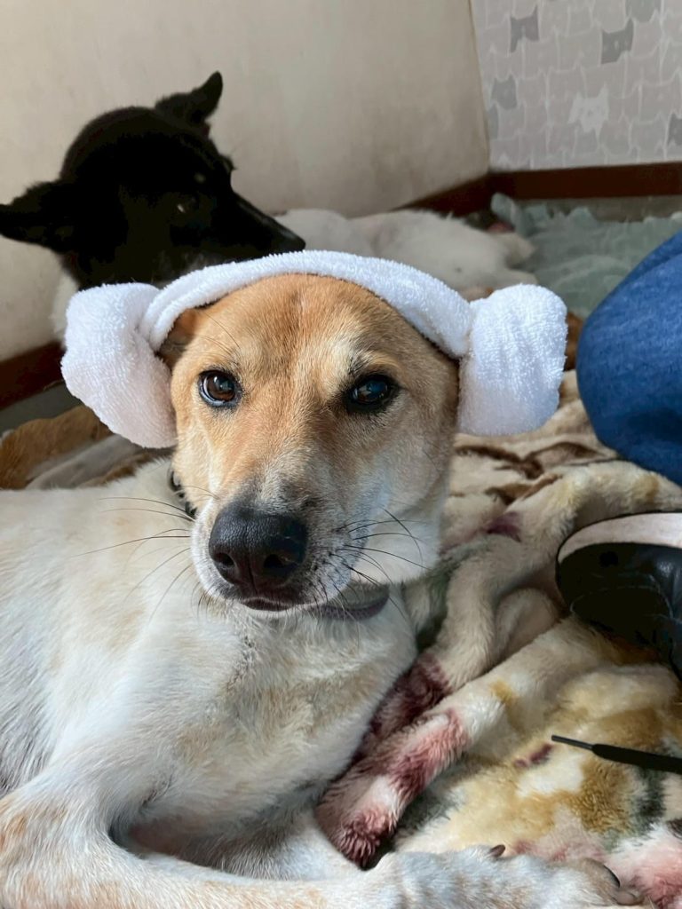 611cb226c3ed4ee4b9d82481a8ca94ac