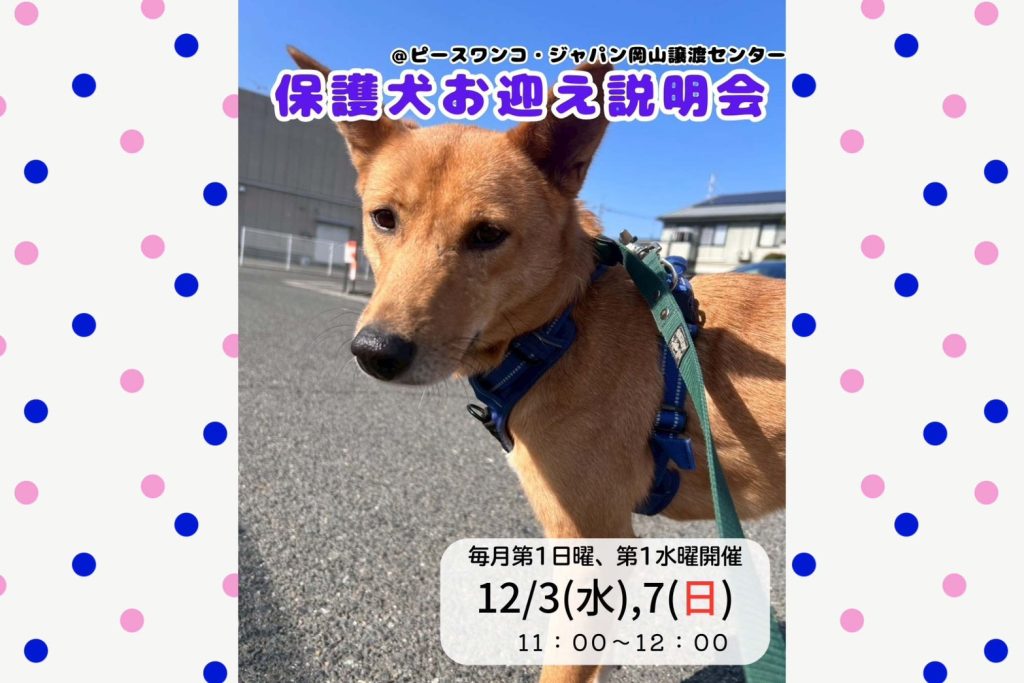 line oa chat 251123 144858