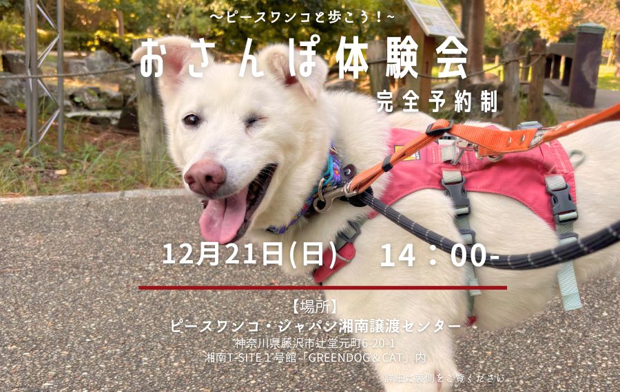 譲渡会・イベントのご案内 7 5 1 1