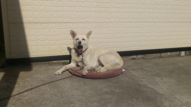 4ba8081fddc3abcf2851aa2333c14524